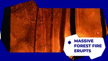 Forest Fire News Alert